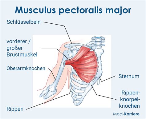 Der Pectoralis